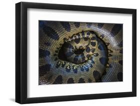 Close Up of Scales of an Anaconda, Guyana-Pete Oxford-Framed Photographic Print