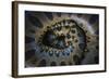 Close Up of Scales of an Anaconda, Guyana-Pete Oxford-Framed Photographic Print