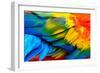 Close up of Scarlet Macaw Bird's Feathers-Narupon Nimpaiboon-Framed Photographic Print