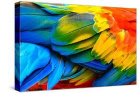Close up of Scarlet Macaw Bird's Feathers-Narupon Nimpaiboon-Stretched Canvas