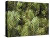 Close up of Scots Pine Leaves or Needles, Pinus Sylvestris-Amanda Hall-Stretched Canvas