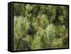 Close up of Scots Pine Leaves or Needles, Pinus Sylvestris-Amanda Hall-Framed Stretched Canvas