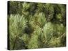 Close up of Scots Pine Leaves or Needles, Pinus Sylvestris-Amanda Hall-Stretched Canvas