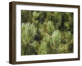 Close up of Scots Pine Leaves or Needles, Pinus Sylvestris-Amanda Hall-Framed Photographic Print