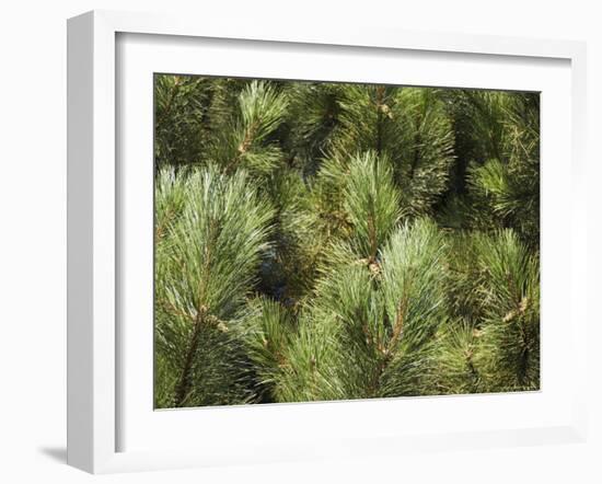 Close up of Scots Pine Leaves or Needles, Pinus Sylvestris-Amanda Hall-Framed Photographic Print