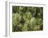 Close up of Scots Pine Leaves or Needles, Pinus Sylvestris-Amanda Hall-Framed Photographic Print