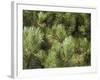 Close up of Scots Pine Leaves or Needles, Pinus Sylvestris-Amanda Hall-Framed Photographic Print