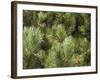 Close up of Scots Pine Leaves or Needles, Pinus Sylvestris-Amanda Hall-Framed Photographic Print