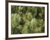 Close up of Scots Pine Leaves or Needles, Pinus Sylvestris-Amanda Hall-Framed Photographic Print