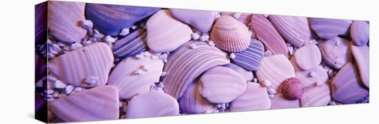 Close-up of Sea Shells-null-Stretched Canvas