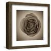 Close-Up of Sepia Rose-null-Framed Art Print