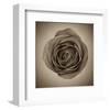 Close-Up of Sepia Rose-null-Framed Art Print