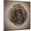 Close-Up of Sepia Rose-null-Mounted Art Print