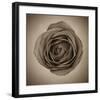 Close-Up of Sepia Rose-null-Framed Art Print