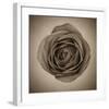 Close-Up of Sepia Rose-null-Framed Art Print