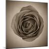 Close-Up of Sepia Rose-null-Mounted Art Print