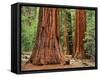 Close-Up of Sequoia Trees in Forest, Yosemite National Park, California, Usa-Dennis Flaherty-Framed Stretched Canvas