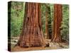 Close-Up of Sequoia Trees in Forest, Yosemite National Park, California, Usa-Dennis Flaherty-Stretched Canvas
