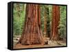 Close-Up of Sequoia Trees in Forest, Yosemite National Park, California, Usa-Dennis Flaherty-Framed Stretched Canvas