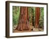 Close-Up of Sequoia Trees in Forest, Yosemite National Park, California, Usa-Dennis Flaherty-Framed Photographic Print