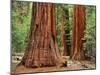 Close-Up of Sequoia Trees in Forest, Yosemite National Park, California, Usa-Dennis Flaherty-Mounted Photographic Print