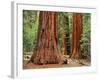 Close-Up of Sequoia Trees in Forest, Yosemite National Park, California, Usa-Dennis Flaherty-Framed Photographic Print