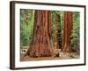 Close-Up of Sequoia Trees in Forest, Yosemite National Park, California, Usa-Dennis Flaherty-Framed Photographic Print