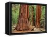 Close-Up of Sequoia Trees in Forest, Yosemite National Park, California, Usa-Dennis Flaherty-Framed Stretched Canvas