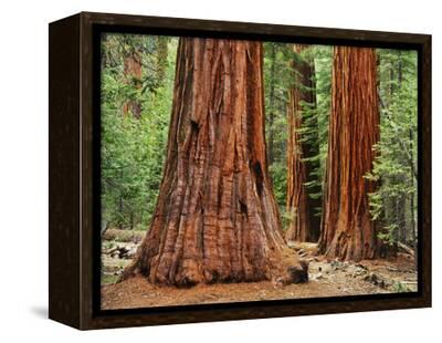 Close-Up of Sequoia Trees in Forest, Yosemite National Park ...