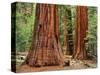 Close-Up of Sequoia Trees in Forest, Yosemite National Park, California, Usa-Dennis Flaherty-Stretched Canvas