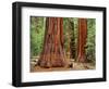 Close-Up of Sequoia Trees in Forest, Yosemite National Park, California, Usa-Dennis Flaherty-Framed Photographic Print