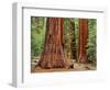 Close-Up of Sequoia Trees in Forest, Yosemite National Park, California, Usa-Dennis Flaherty-Framed Photographic Print