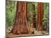 Close-Up of Sequoia Trees in Forest, Yosemite National Park, California, Usa-Dennis Flaherty-Mounted Photographic Print