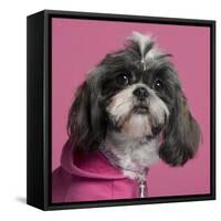 Close-Up Of Shih Tzu In Pink, 2 Years Old, In Front Of Pink Background-Life on White-Framed Stretched Canvas