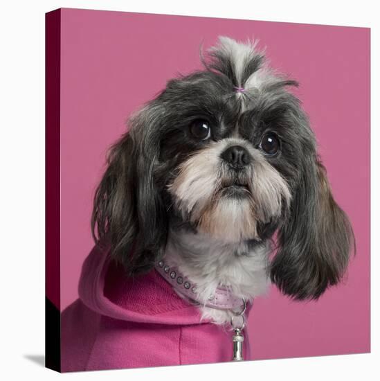 Close-Up Of Shih Tzu In Pink, 2 Years Old, In Front Of Pink Background-Life on White-Stretched Canvas