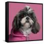 Close-Up Of Shih Tzu In Pink, 2 Years Old, In Front Of Pink Background-Life on White-Framed Stretched Canvas