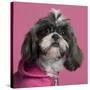 Close-Up Of Shih Tzu In Pink, 2 Years Old, In Front Of Pink Background-Life on White-Stretched Canvas