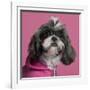 Close-Up Of Shih Tzu In Pink, 2 Years Old, In Front Of Pink Background-Life on White-Framed Photographic Print