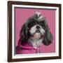 Close-Up Of Shih Tzu In Pink, 2 Years Old, In Front Of Pink Background-Life on White-Framed Photographic Print