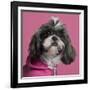 Close-Up Of Shih Tzu In Pink, 2 Years Old, In Front Of Pink Background-Life on White-Framed Photographic Print