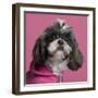 Close-Up Of Shih Tzu In Pink, 2 Years Old, In Front Of Pink Background-Life on White-Framed Photographic Print