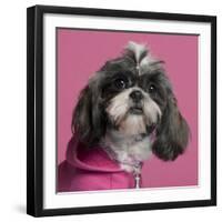 Close-Up Of Shih Tzu In Pink, 2 Years Old, In Front Of Pink Background-Life on White-Framed Photographic Print