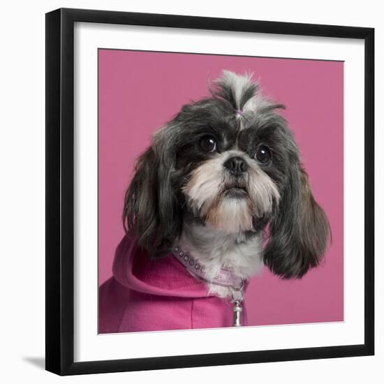 Close-Up Of Shih Tzu In Pink, 2 Years Old, In Front Of Pink Background-Life on White-Framed Photographic Print