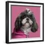 Close-Up Of Shih Tzu In Pink, 2 Years Old, In Front Of Pink Background-Life on White-Framed Photographic Print