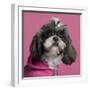 Close-Up Of Shih Tzu In Pink, 2 Years Old, In Front Of Pink Background-Life on White-Framed Photographic Print