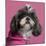 Close-Up Of Shih Tzu In Pink, 2 Years Old, In Front Of Pink Background-Life on White-Mounted Photographic Print