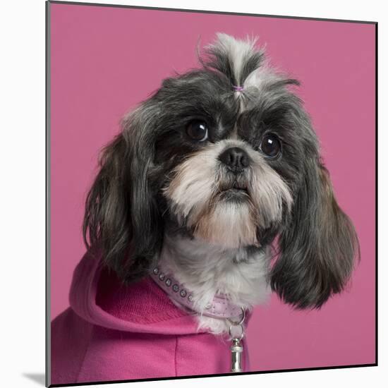 Close-Up Of Shih Tzu In Pink, 2 Years Old, In Front Of Pink Background-Life on White-Mounted Photographic Print