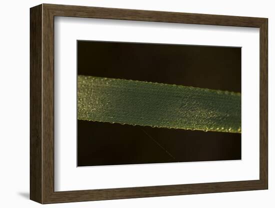 Close-up of shiny dew droplets on reed, dark background-Paivi Vikstrom-Framed Photographic Print