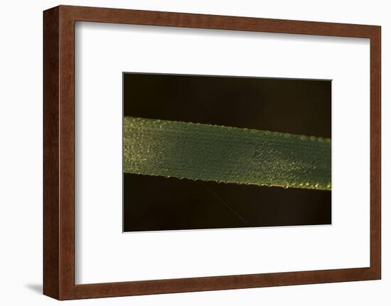 Close-up of shiny dew droplets on reed, dark background-Paivi Vikstrom-Framed Photographic Print