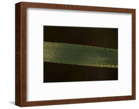 Close-up of shiny dew droplets on reed, dark background-Paivi Vikstrom-Framed Photographic Print